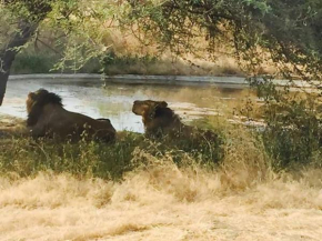 Gajraj Gir Fram Resort